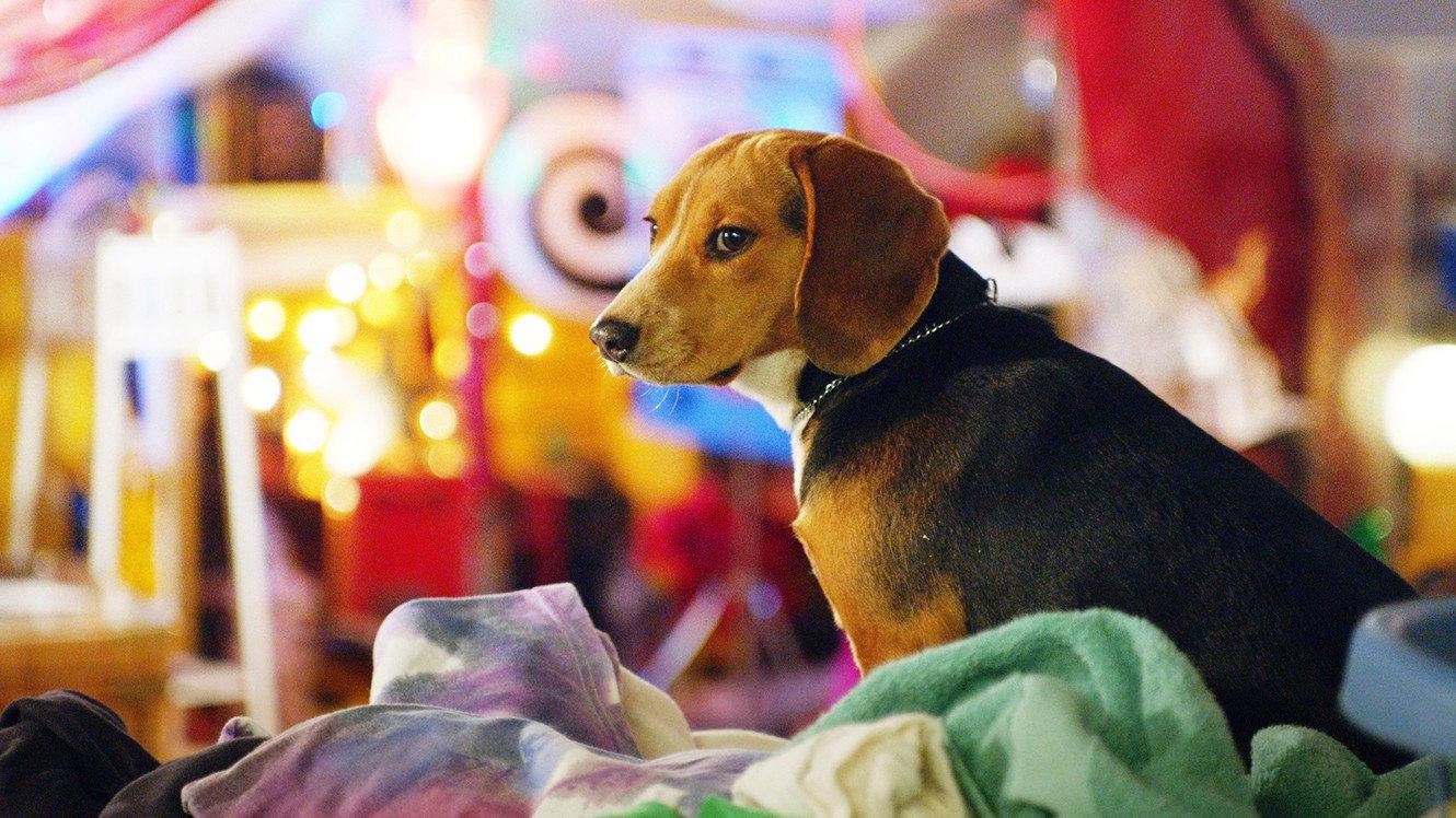 Shelby: The Dog Who Saved Christmas 2014 movie scene