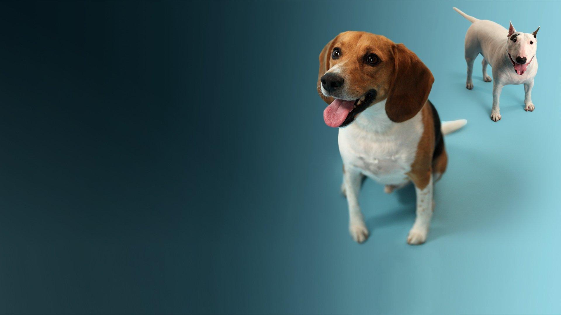How Dogs Got Their Shapes 2016 movie scene