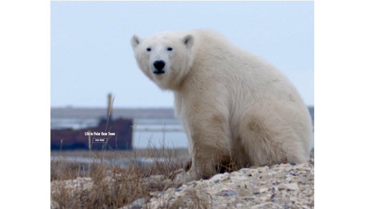 Life in Polar Bear Town with Gordon Buchanan 2016 movie scene