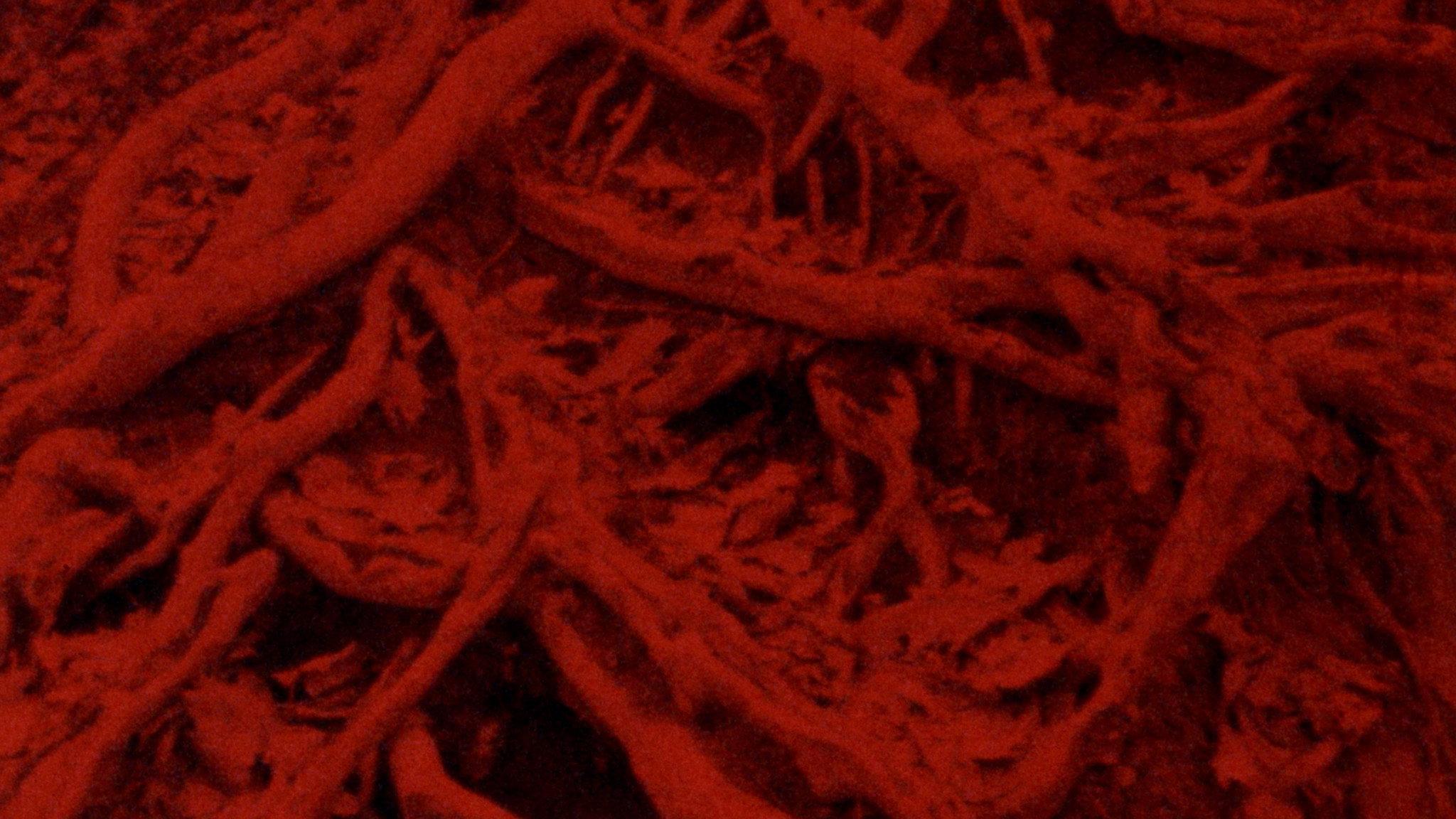 Language of the Entrails 2025 movie scene