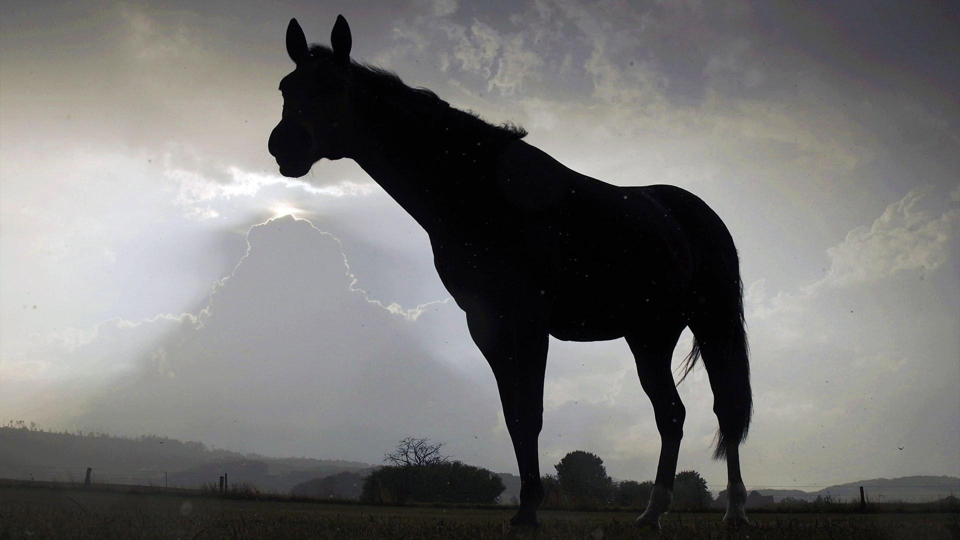 Der Sturm - Tiere bei Blitz und Donner 2023 movie scene