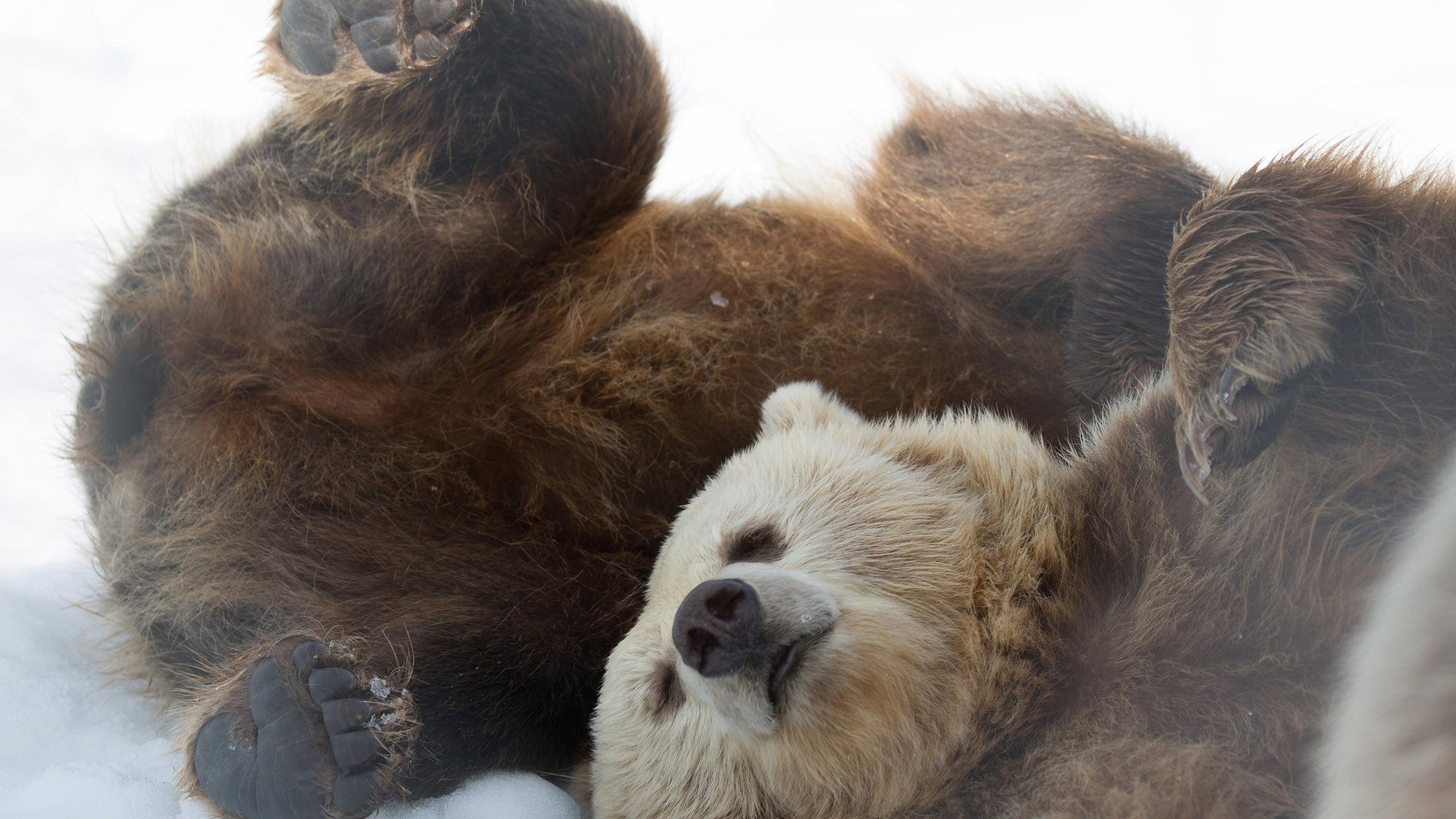 Winter of the Bear 2025 movie scene
