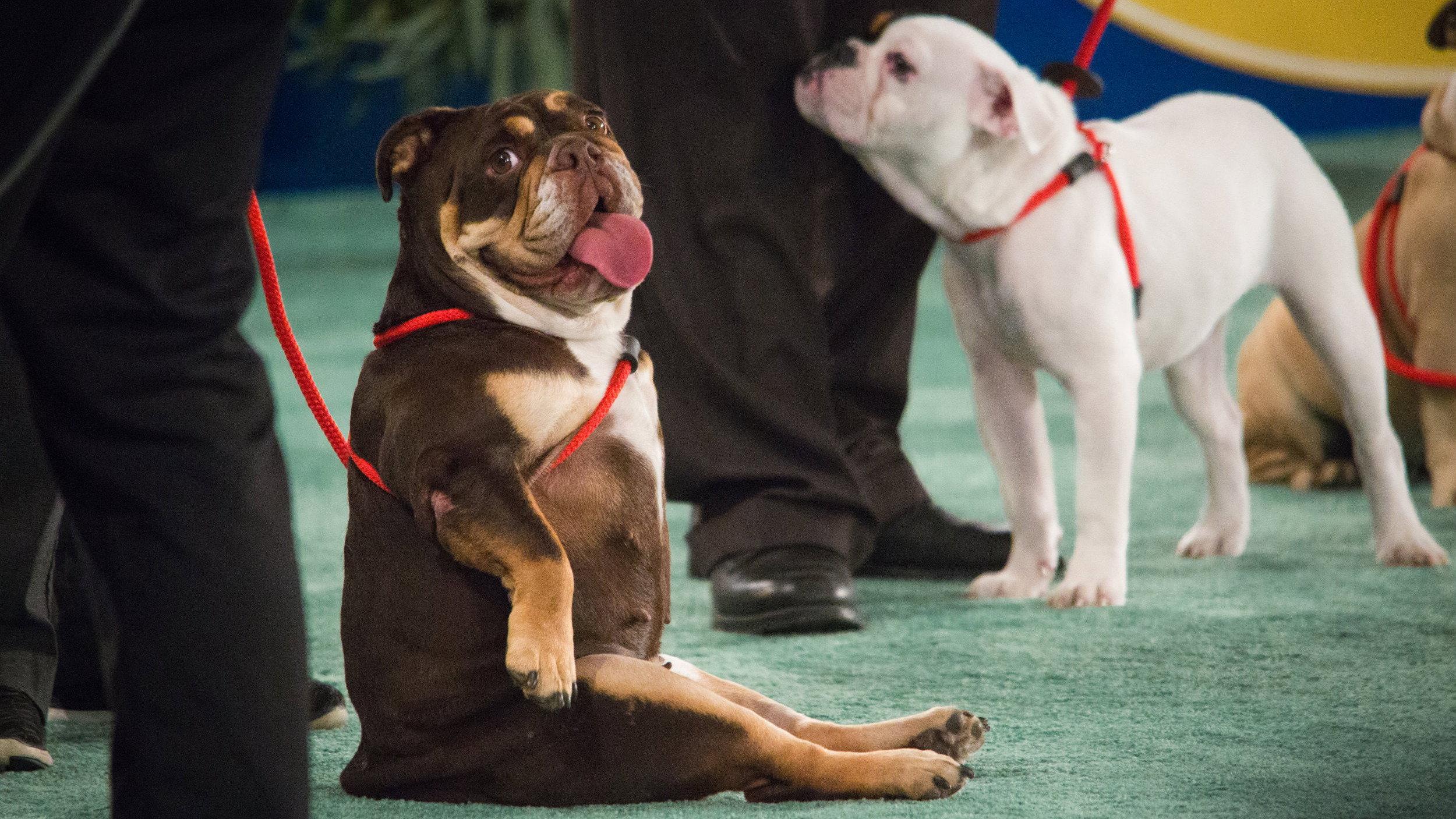 The 2018 American Rescue Dog Show 2018 movie scene