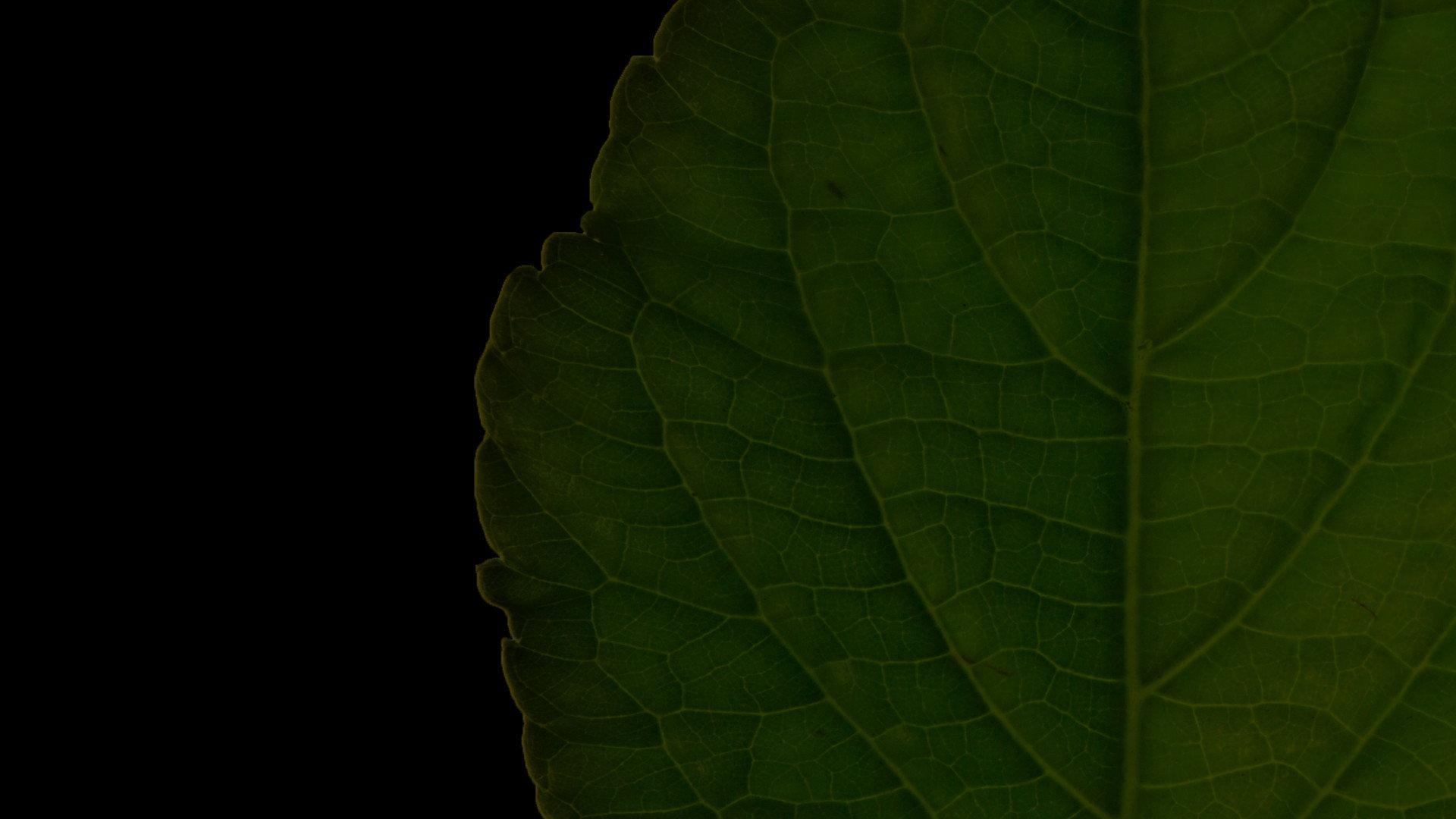 Salvia Divinorum: A Western Approach 2022 movie scene