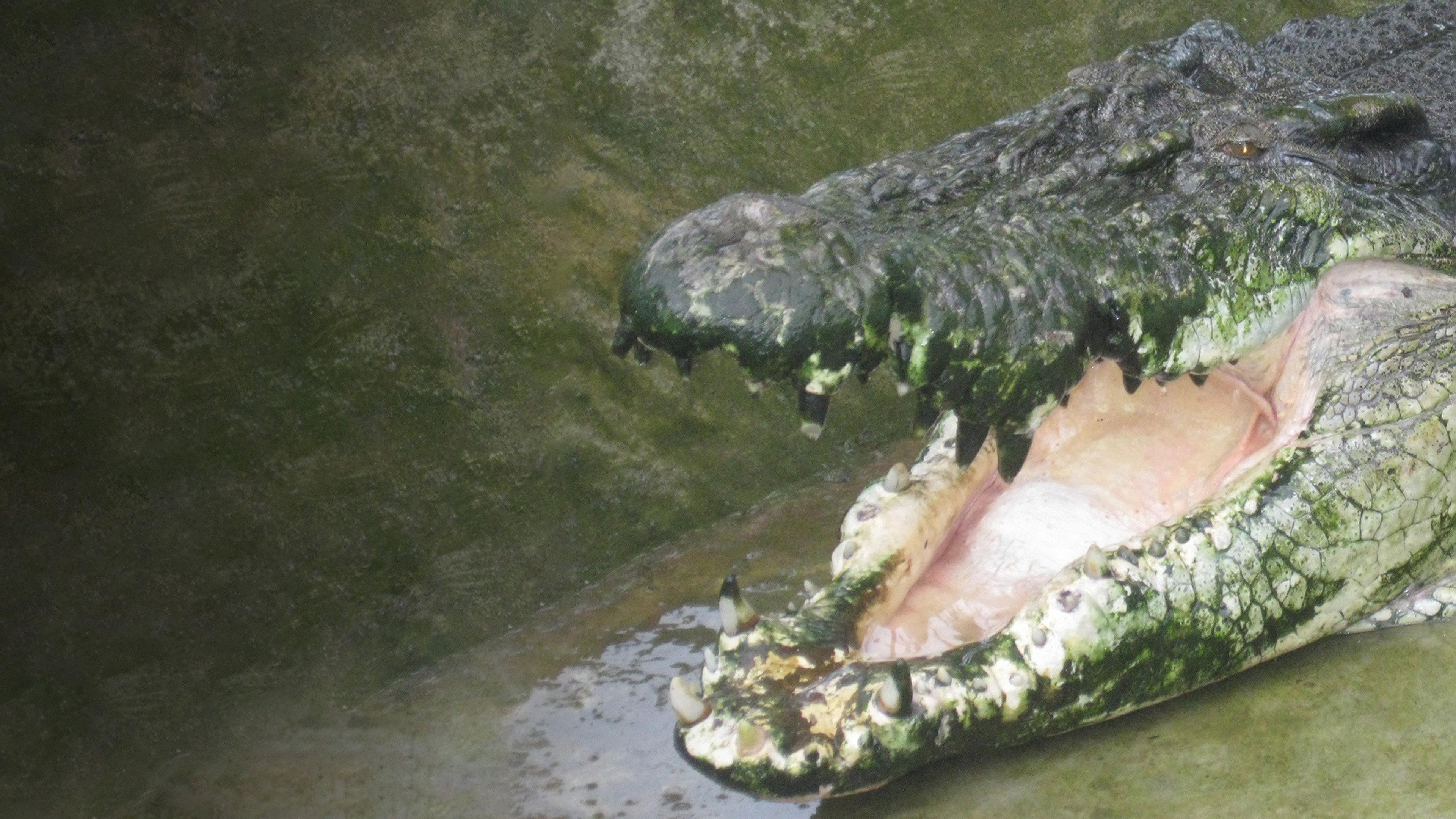 Man-Eating Super Croc 2012 movie scene