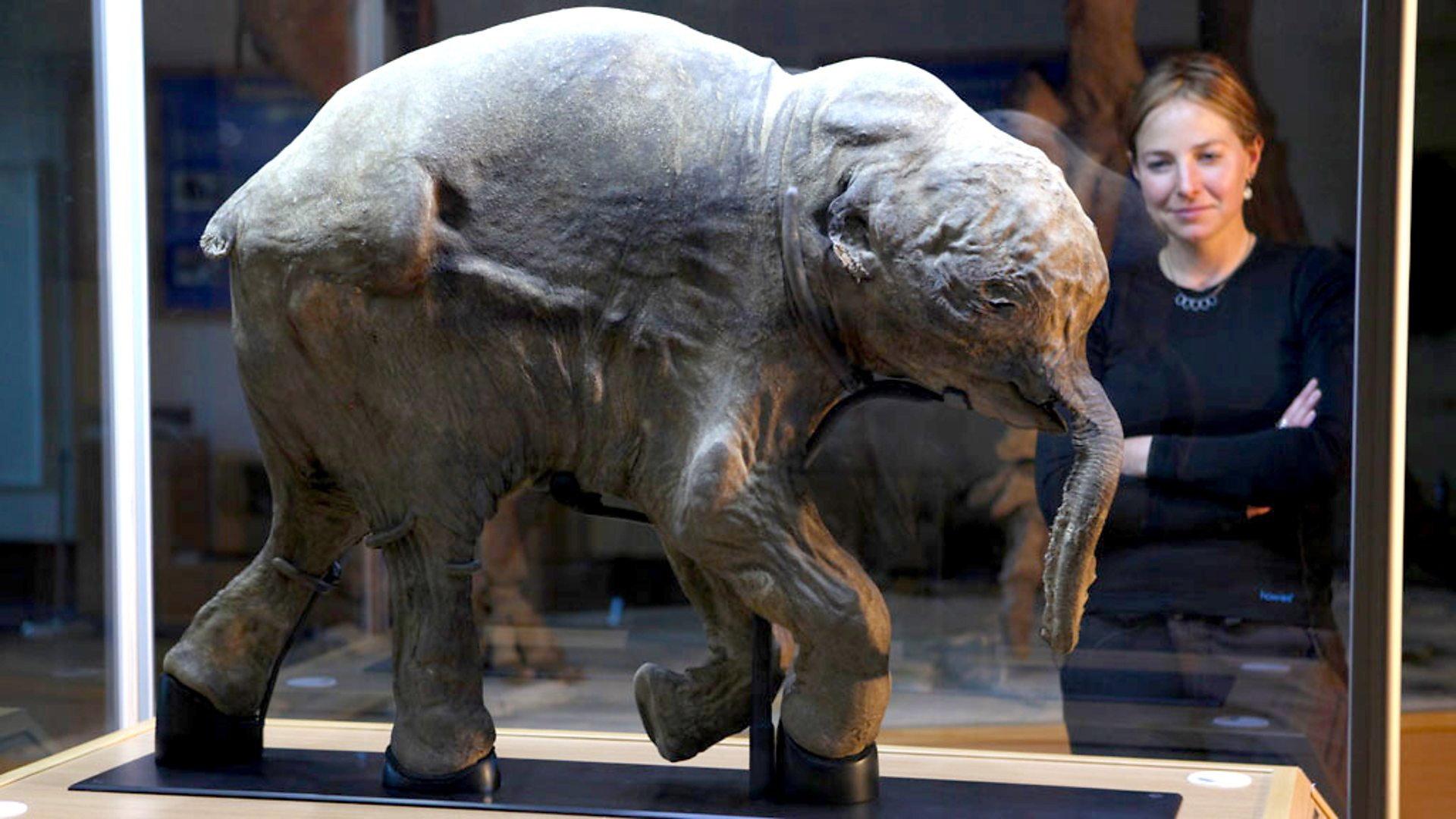 Woolly Mammoth: Secrets from the Ice 2012 movie scene