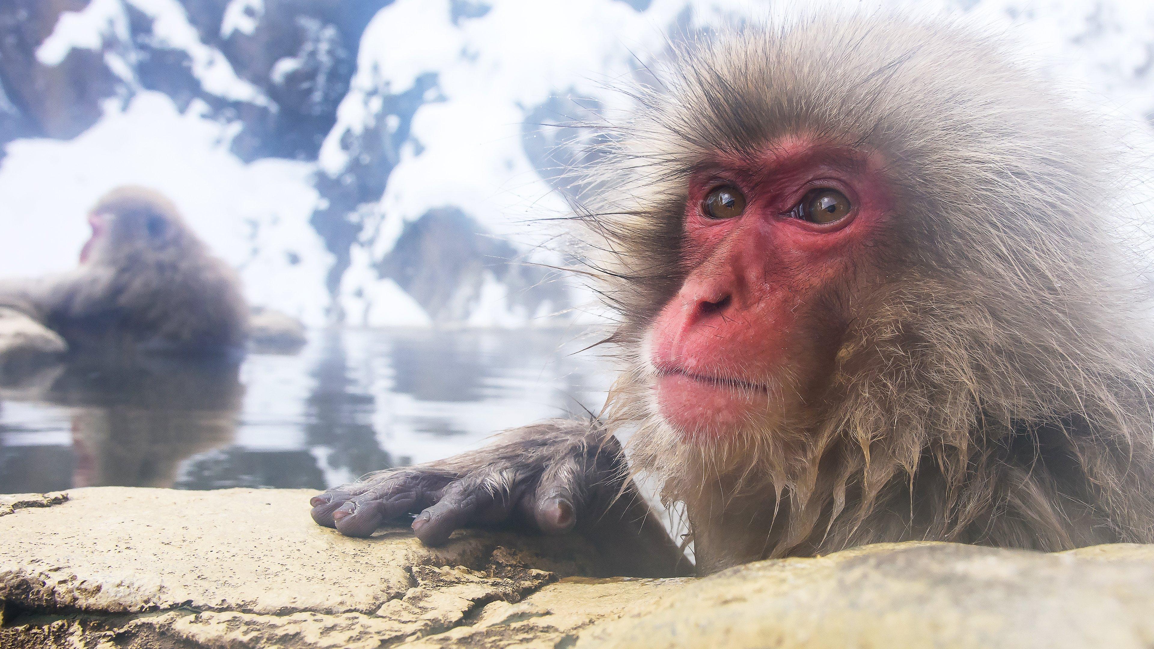 Wild Japan: Snow Monkeys 2014 movie scene