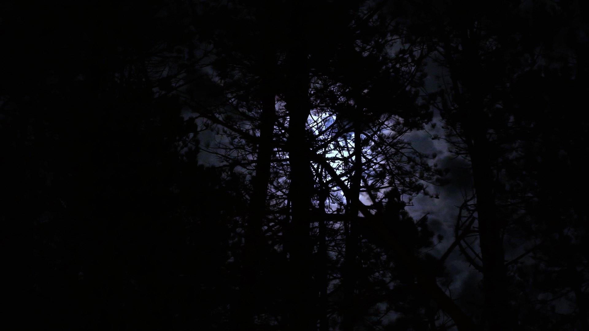 The Haunting of Hickcox Woods 2024 movie scene