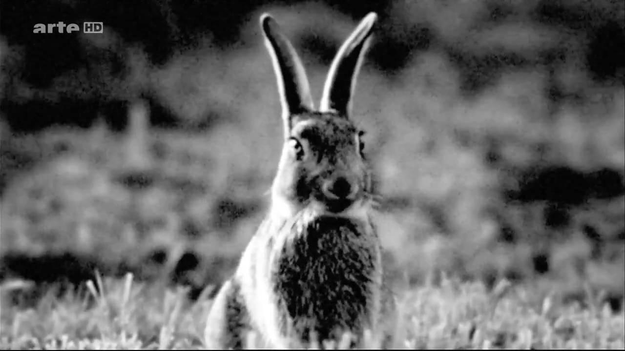 Rabbit à la Berlin 2009 movie scene