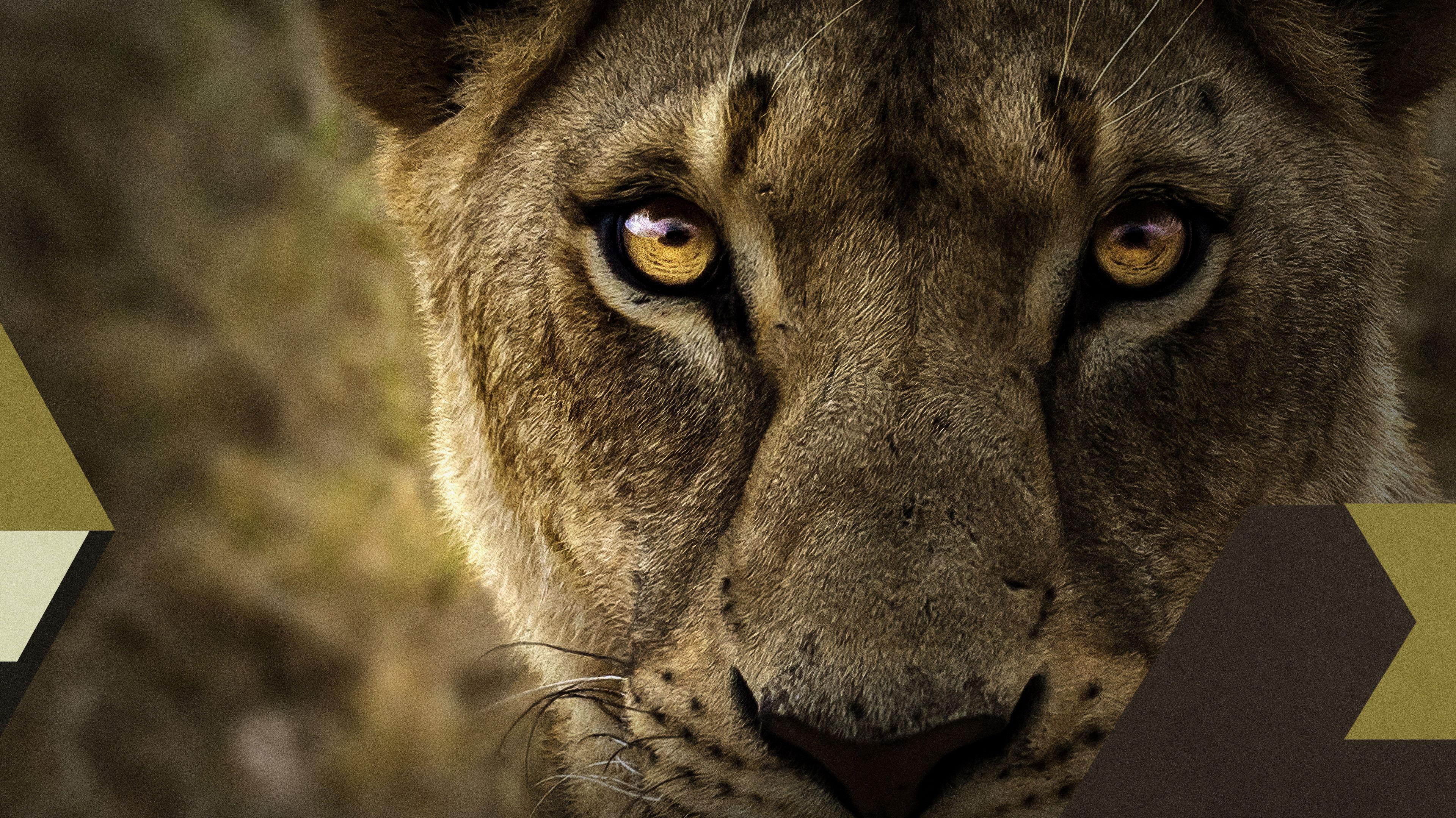 Malika the Lion Queen 2021 movie scene