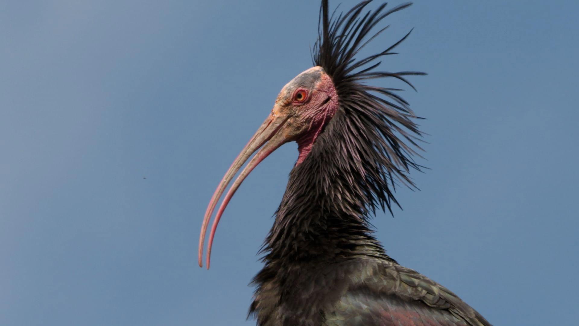 Der Waldrapp: Zugvogel im Aufwind 2023 movie scene