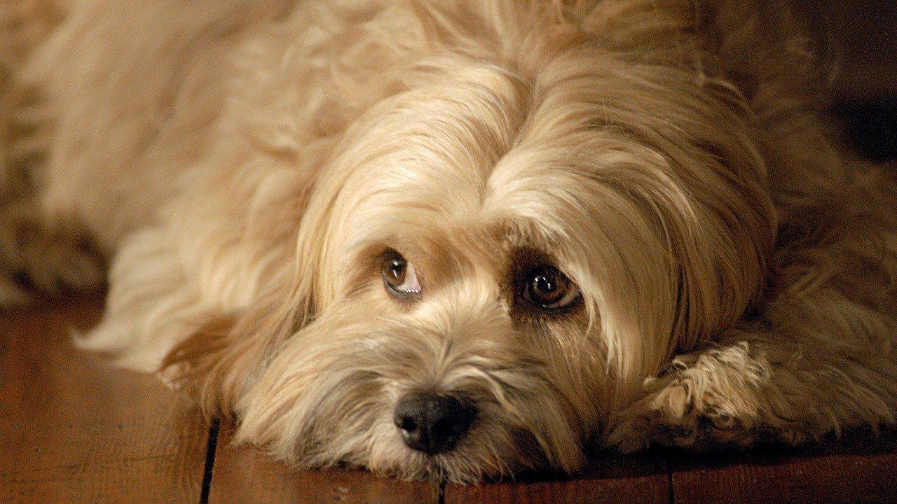 For the Love of Benji 1977 movie scene