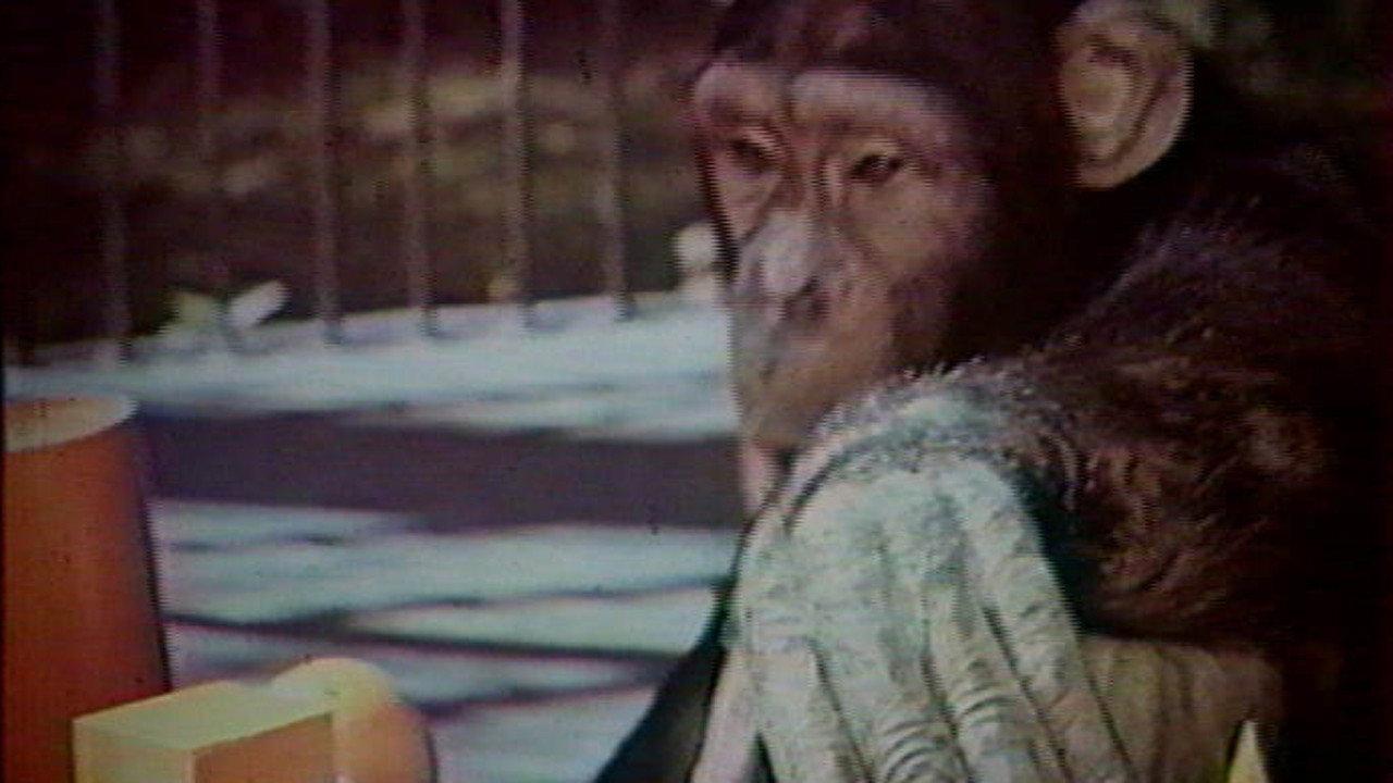 Do Animals Think? 1970 movie scene