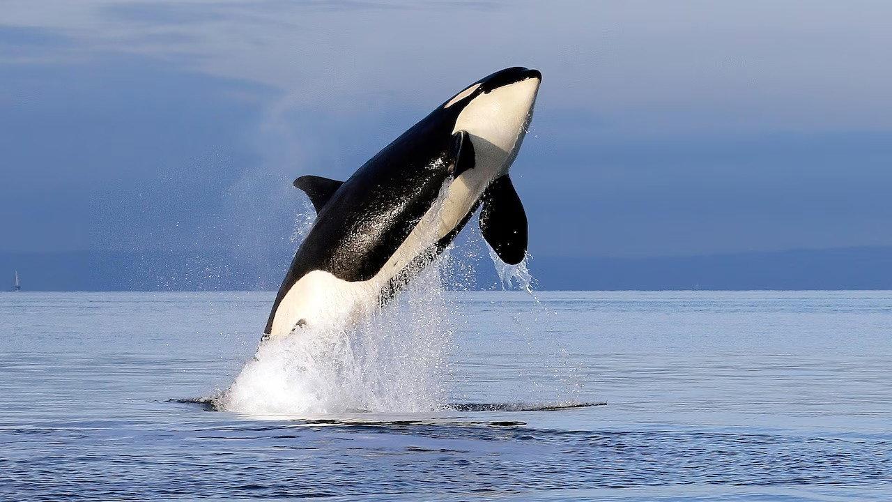 Orcas - Herrscher der Meere 2024 movie scene