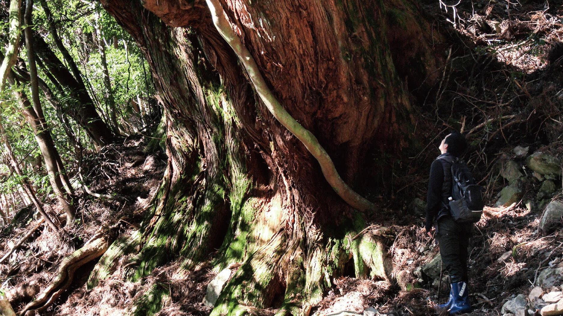 森に聴く Listen to the Forest 2026 movie scene