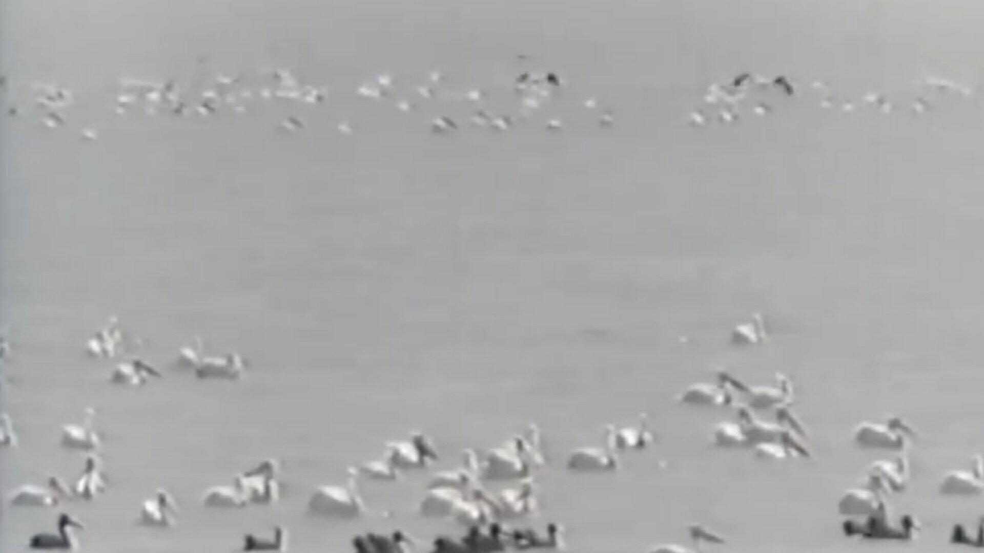 Migratory birds 1969 movie scene