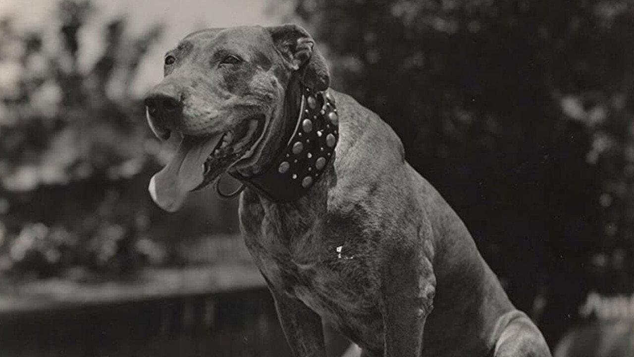 A Dog Catcher's Love 1917 movie scene
