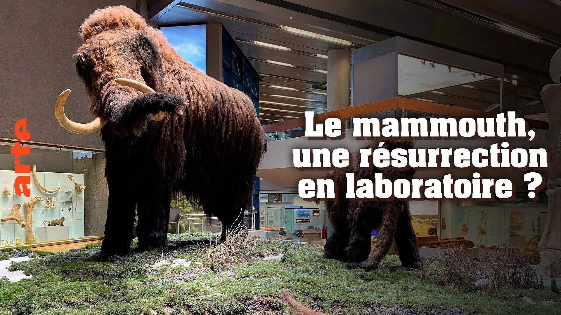 Ein Mammut-Projekt – Wiedergeburt ausgestorbener Arten 2024 movie scene