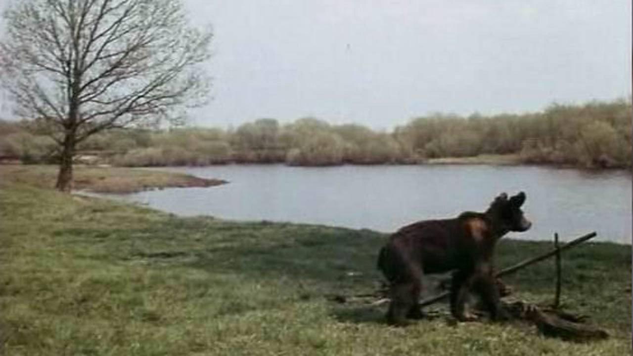 Little Bear, Baby and Others 1981 movie scene