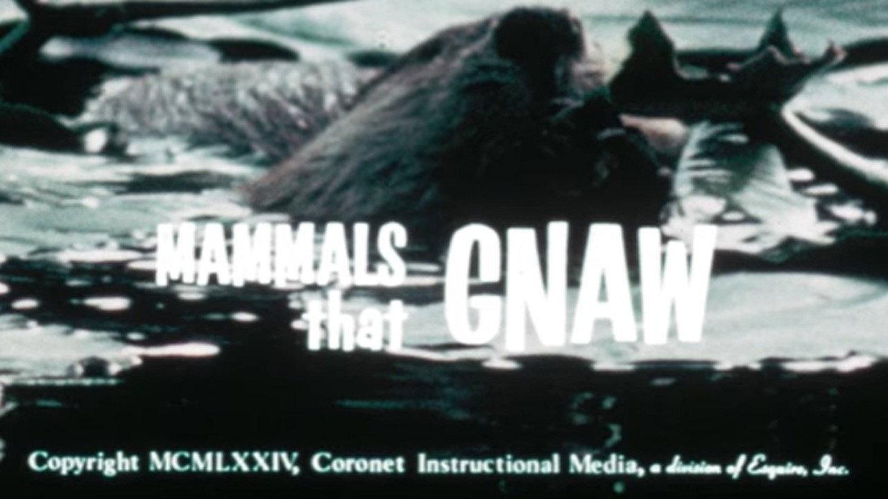 Mammals That Gnaw 1974 movie scene