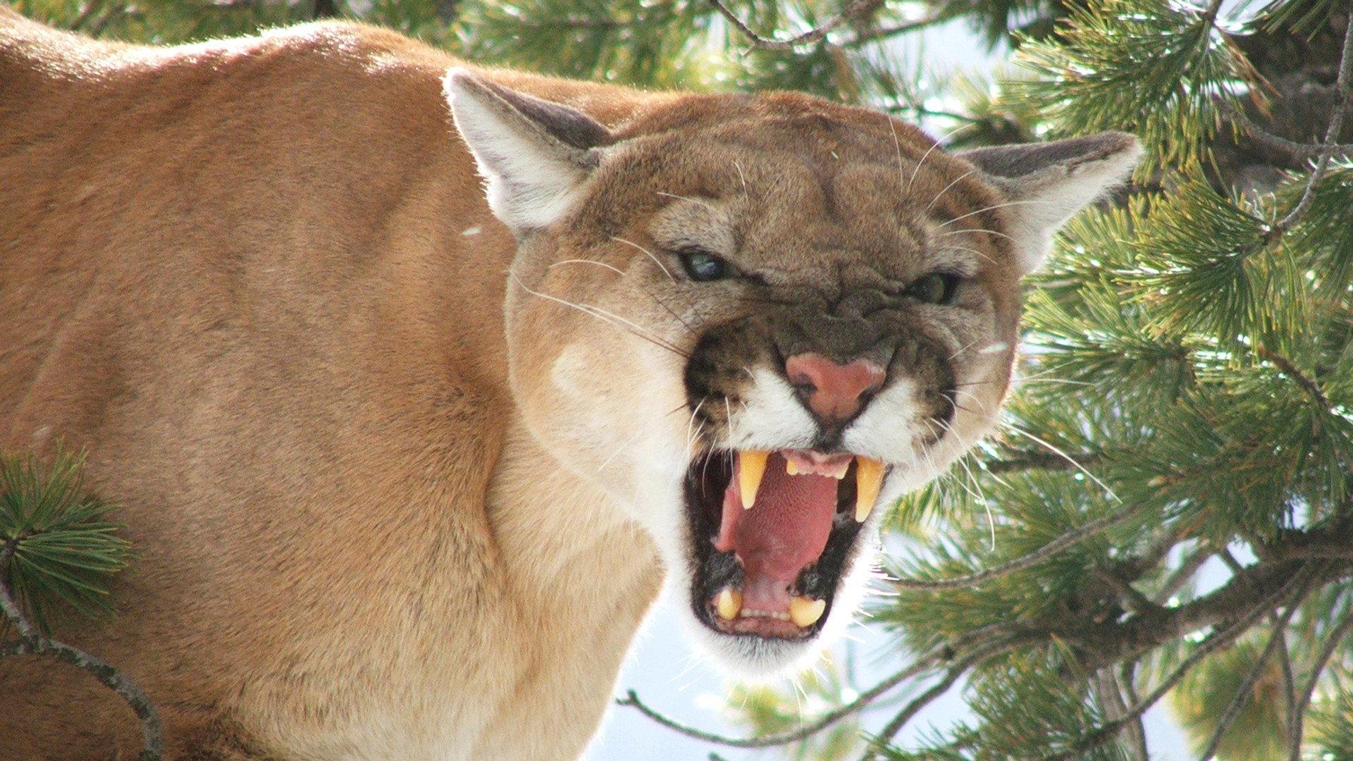 American Cougar 2011 movie scene