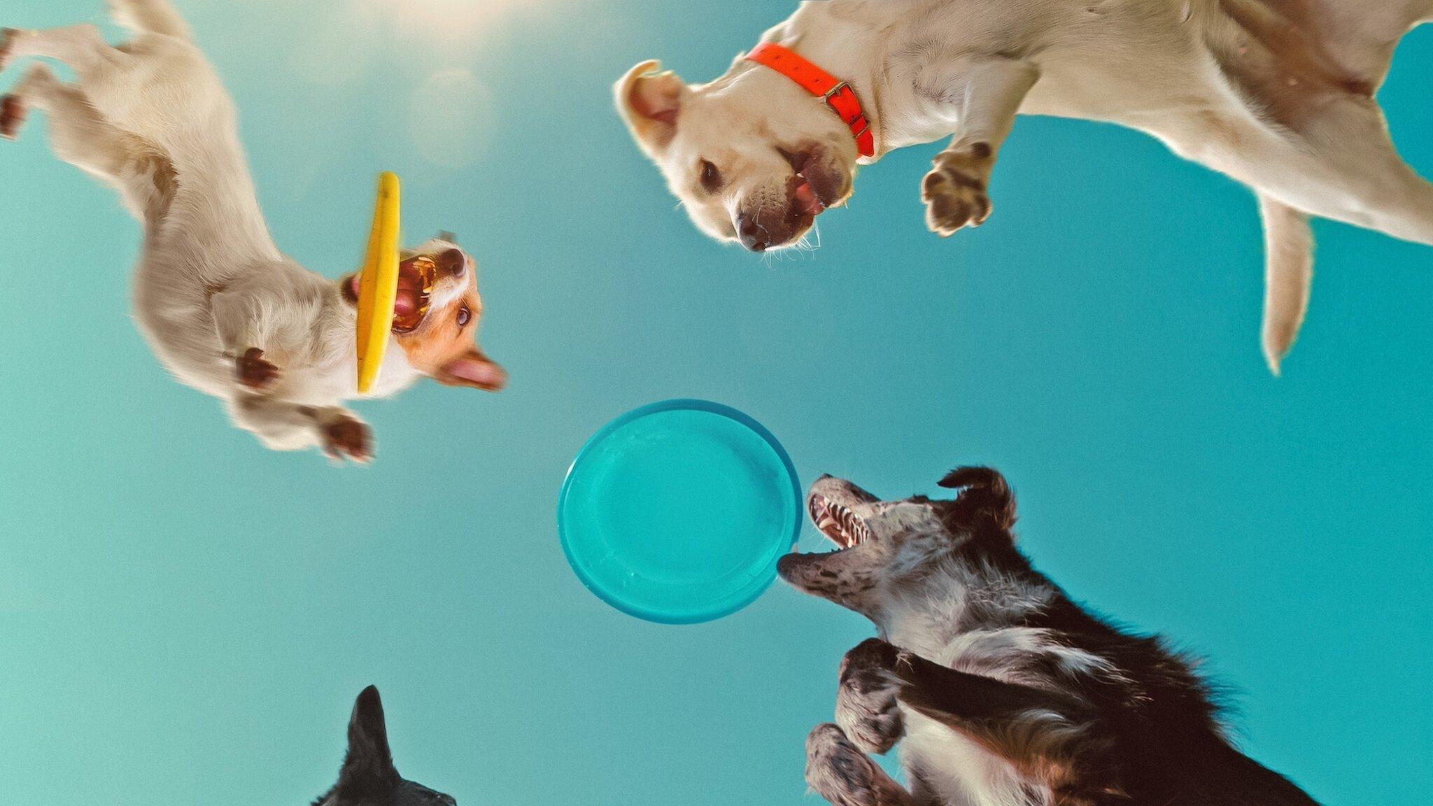 Inside the Mind of a Dog 2024 movie scene