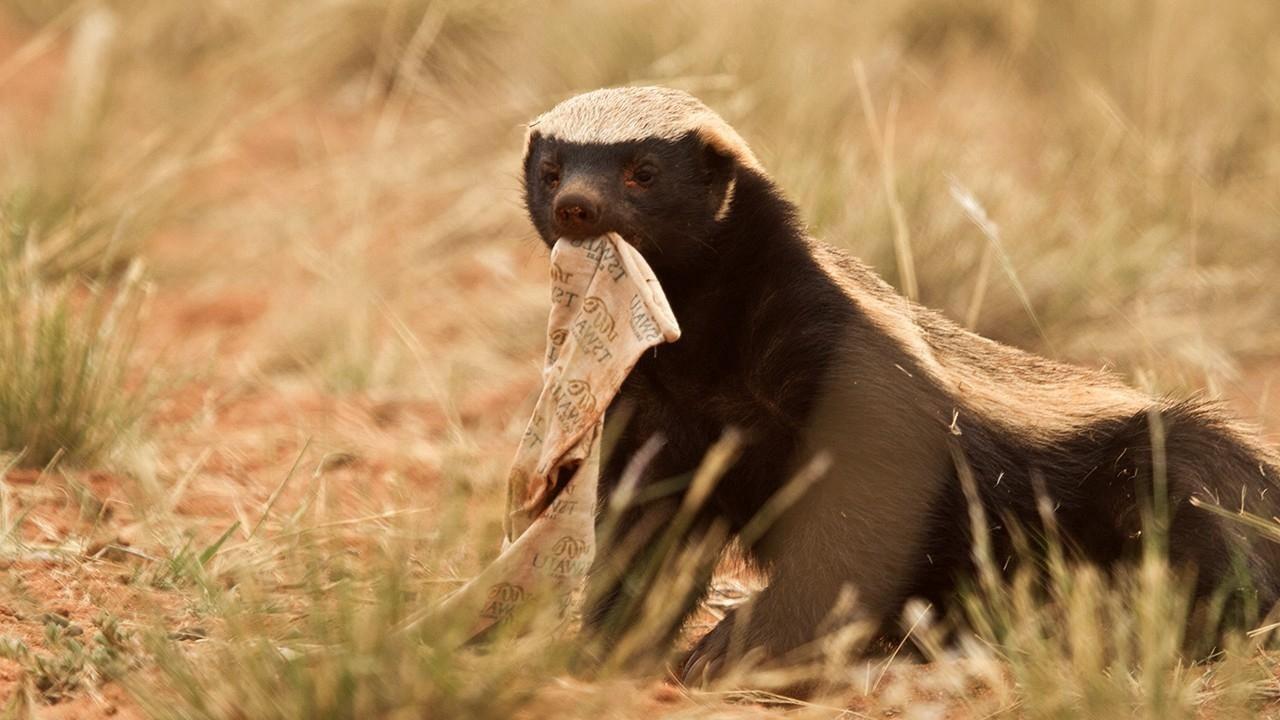 Ultimate Honey Badger 2013 movie scene