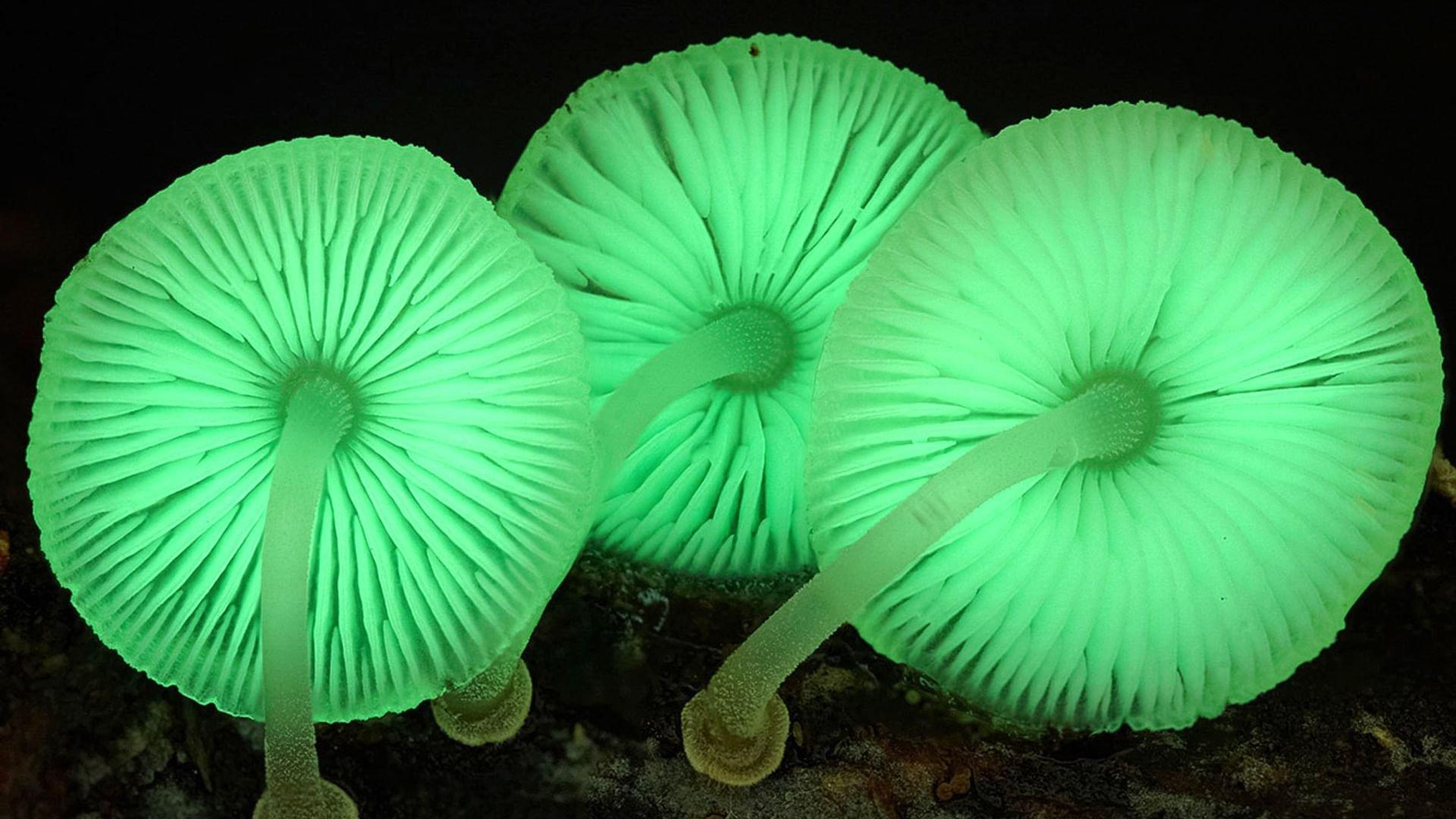 The Kingdom: How Fungi Made Our World 2018 movie scene