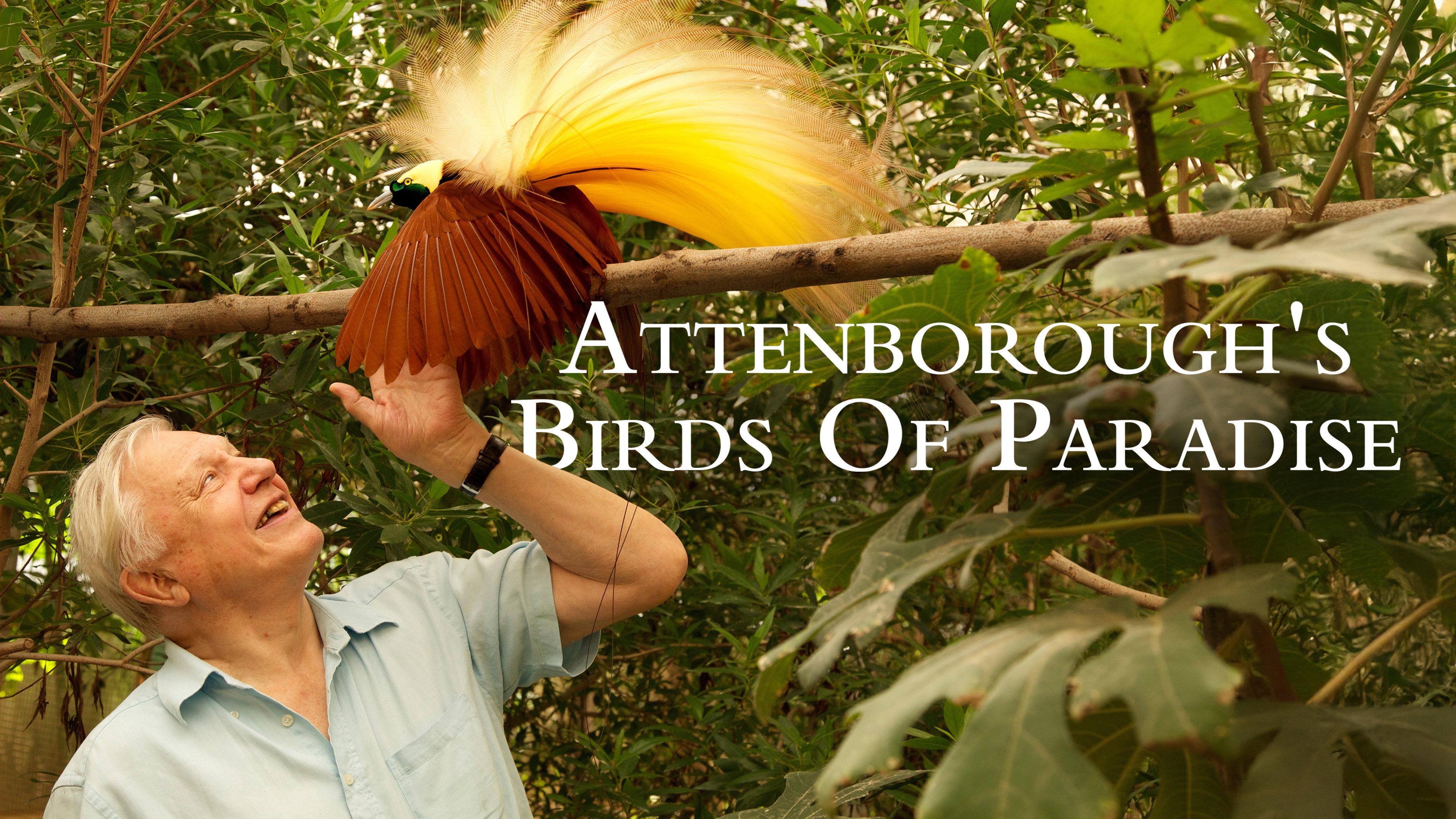 Birds of Paradise 2010 movie scene