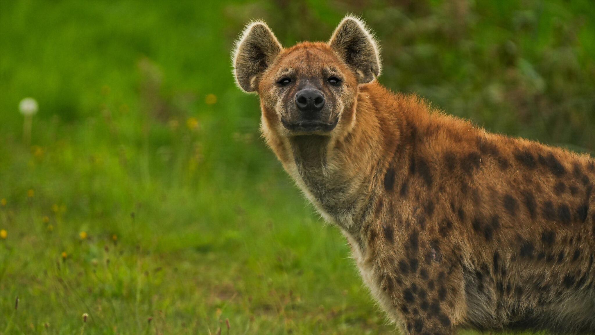 Naabi: A Hyena Princess 2008 movie scene