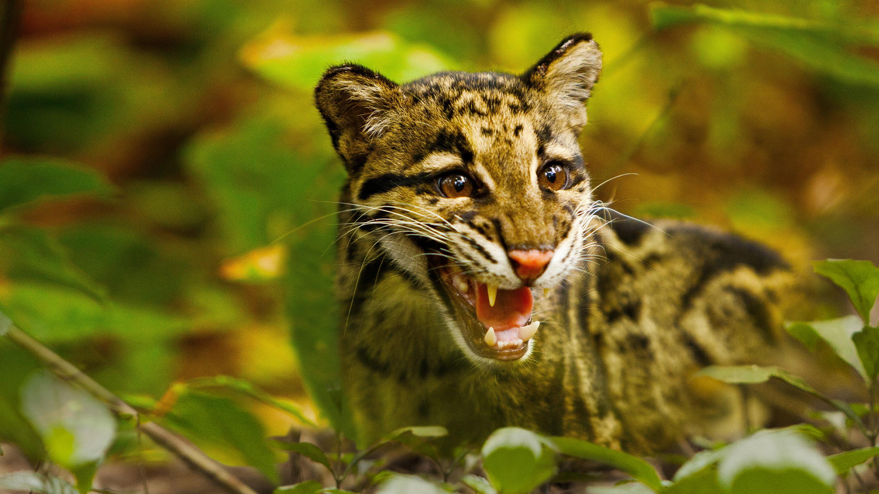Return of the Clouded Leopards 2012 movie scene