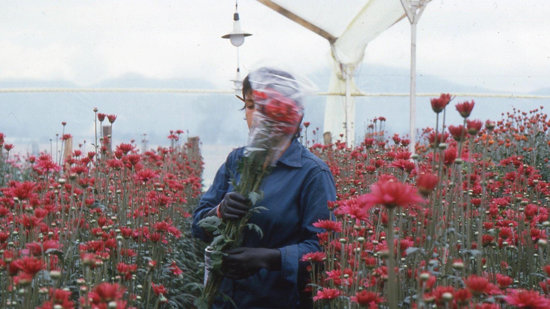 Love, Women and Flowers 1988 movie scene