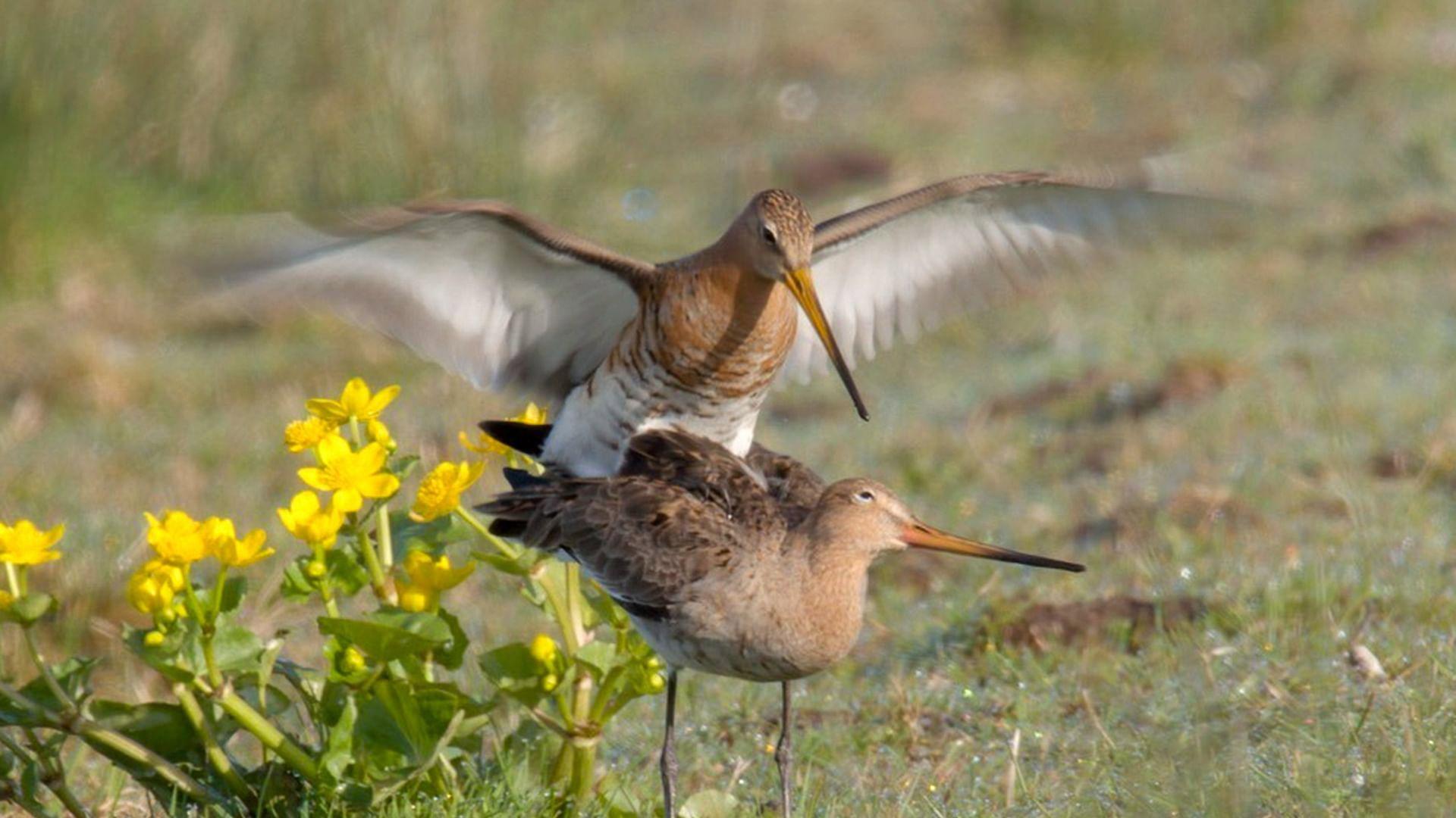 Wildlife in Windmill Country 2025 movie scene