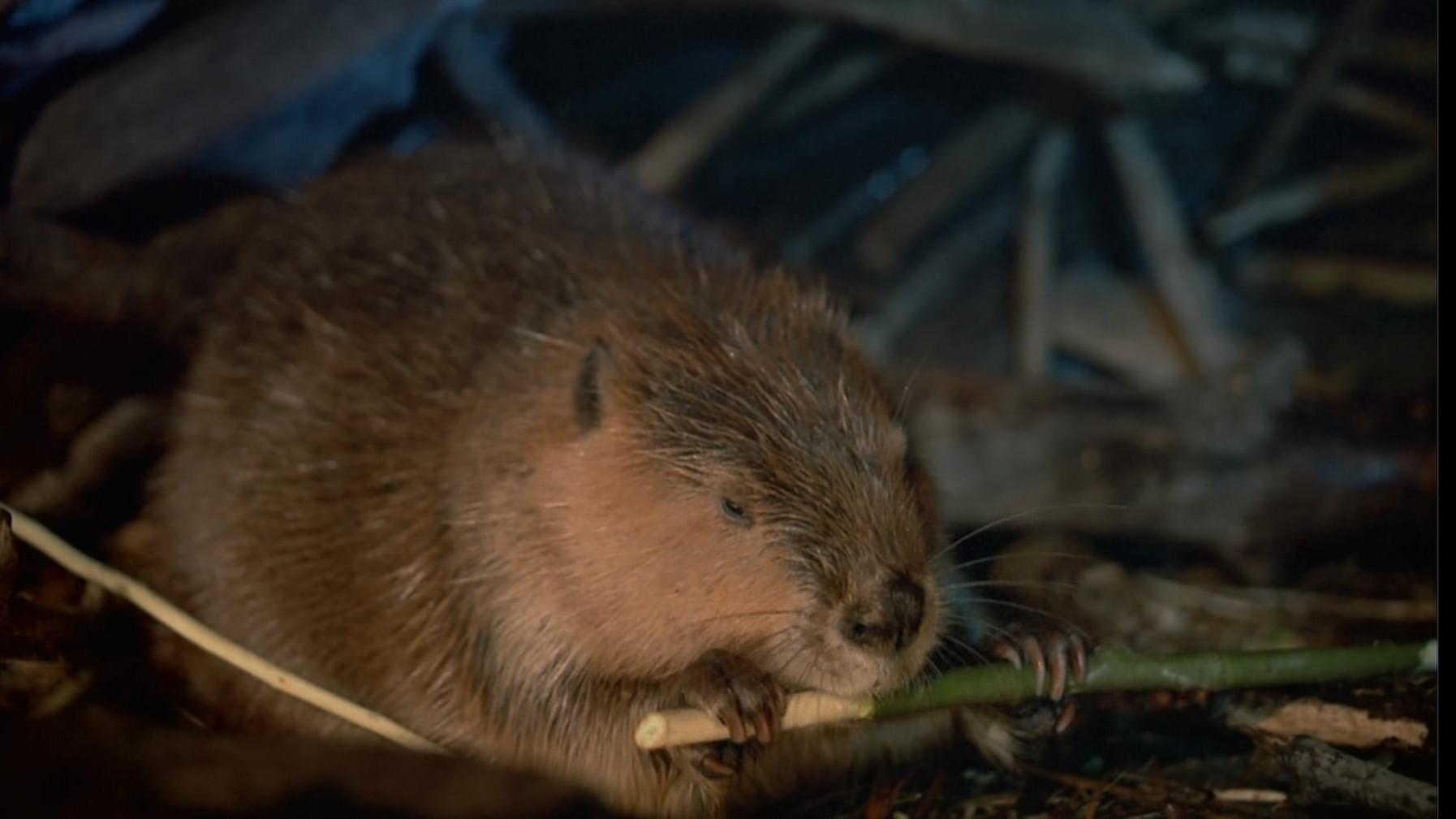 Beavers 1988 movie scene