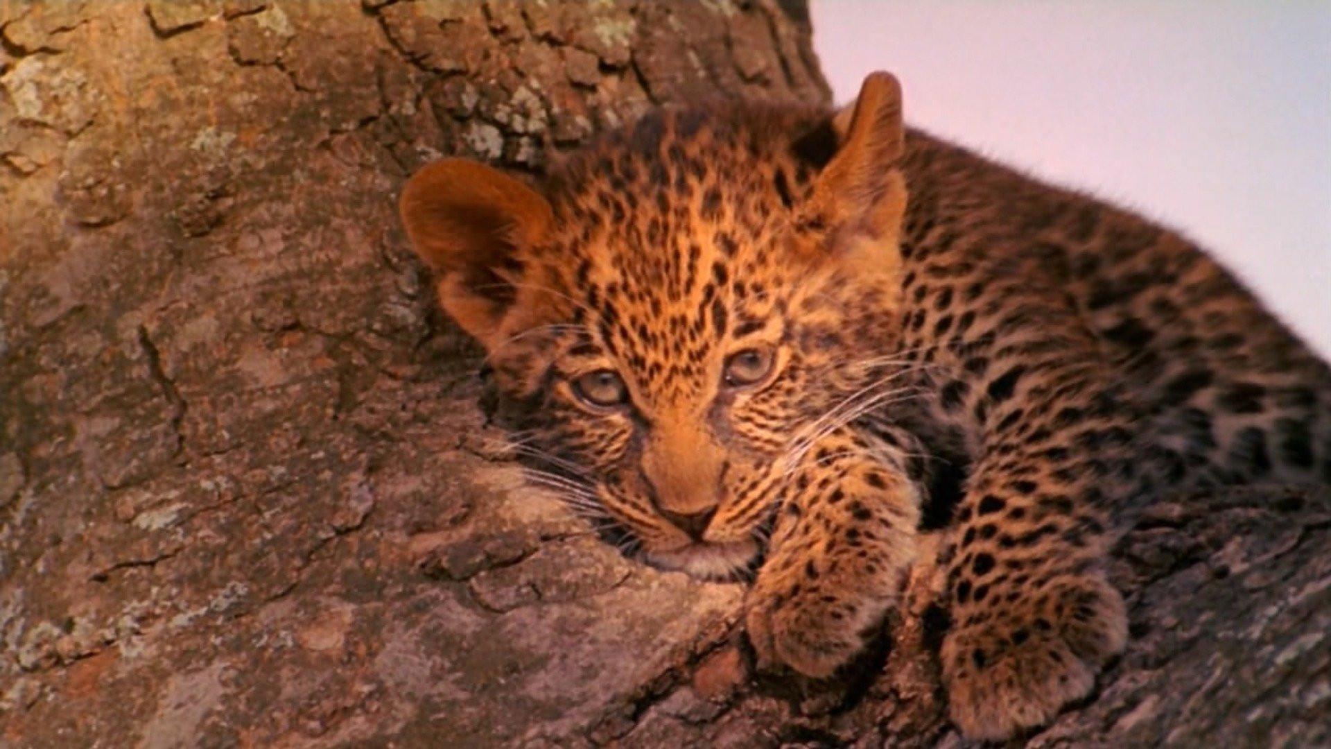 The Leopard Son 1996 movie scene