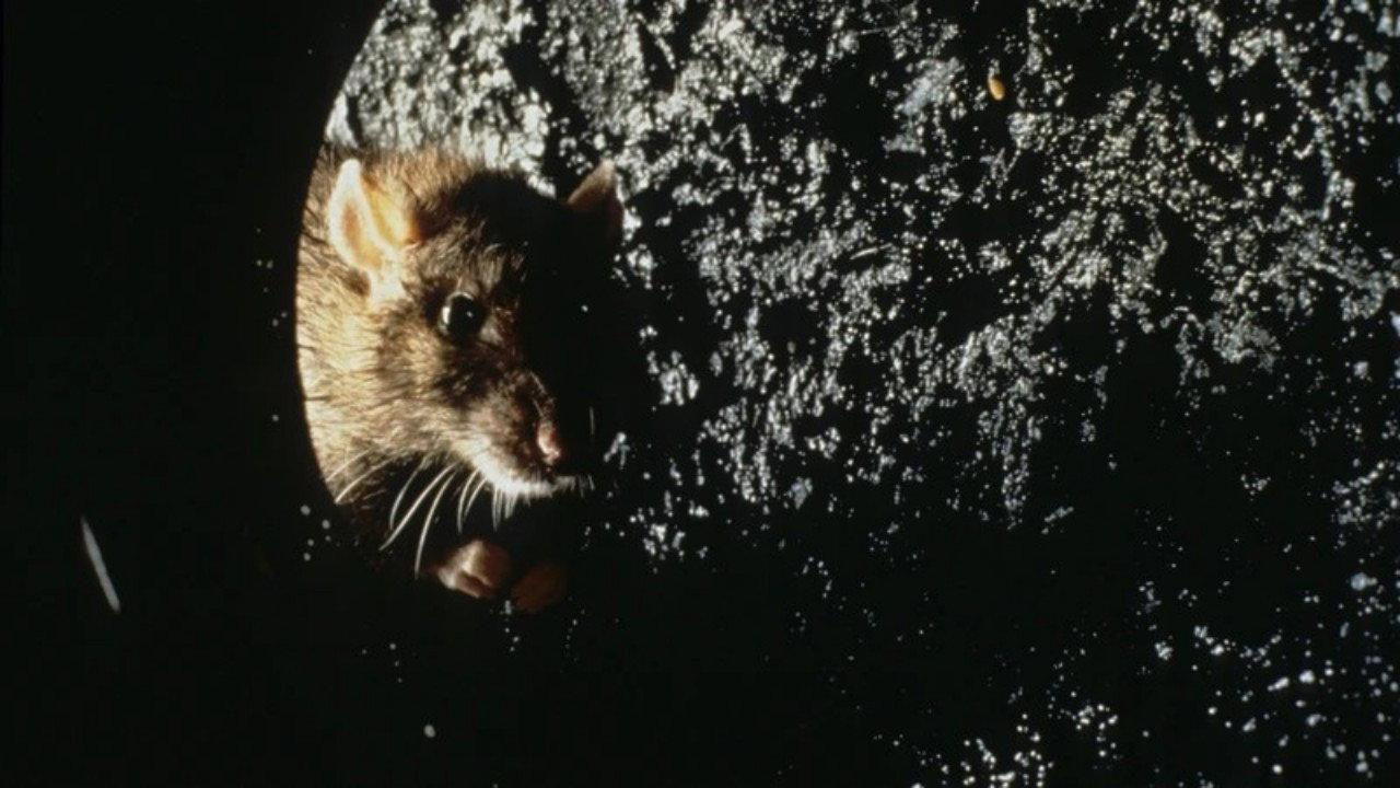 Rat 1998 movie scene