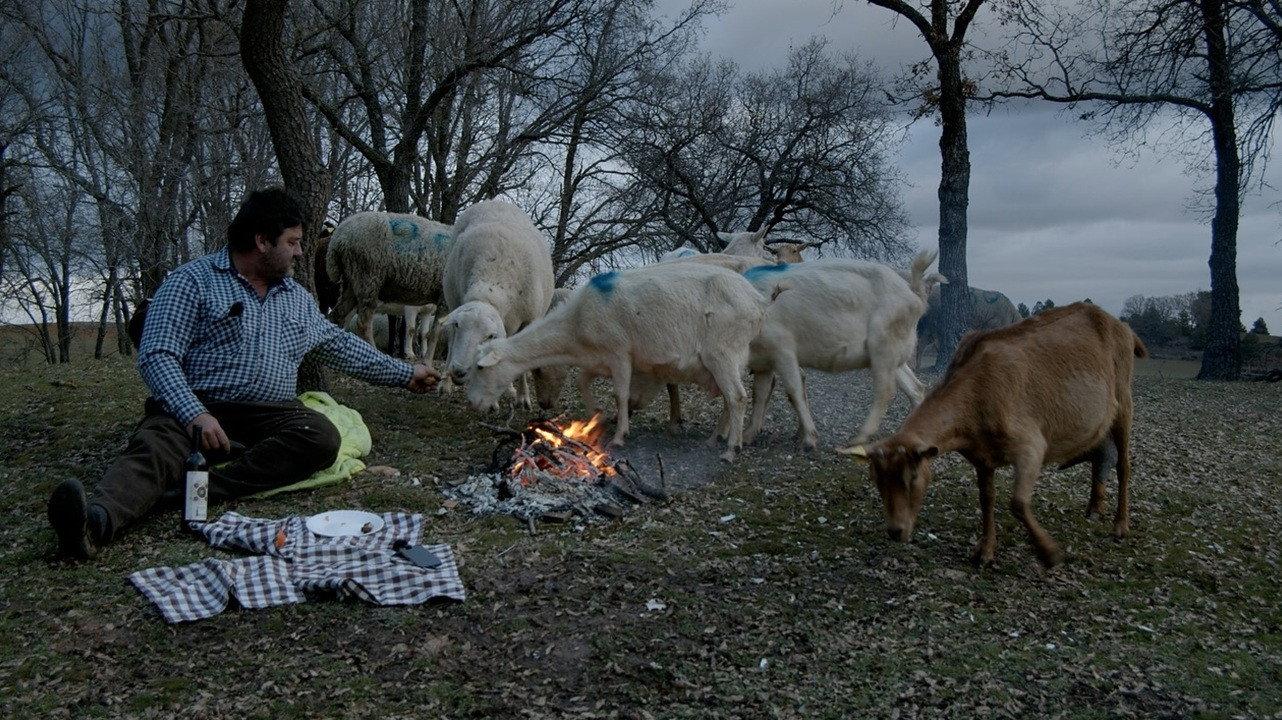 Las ovejas del planeta Tierra 2025 movie scene