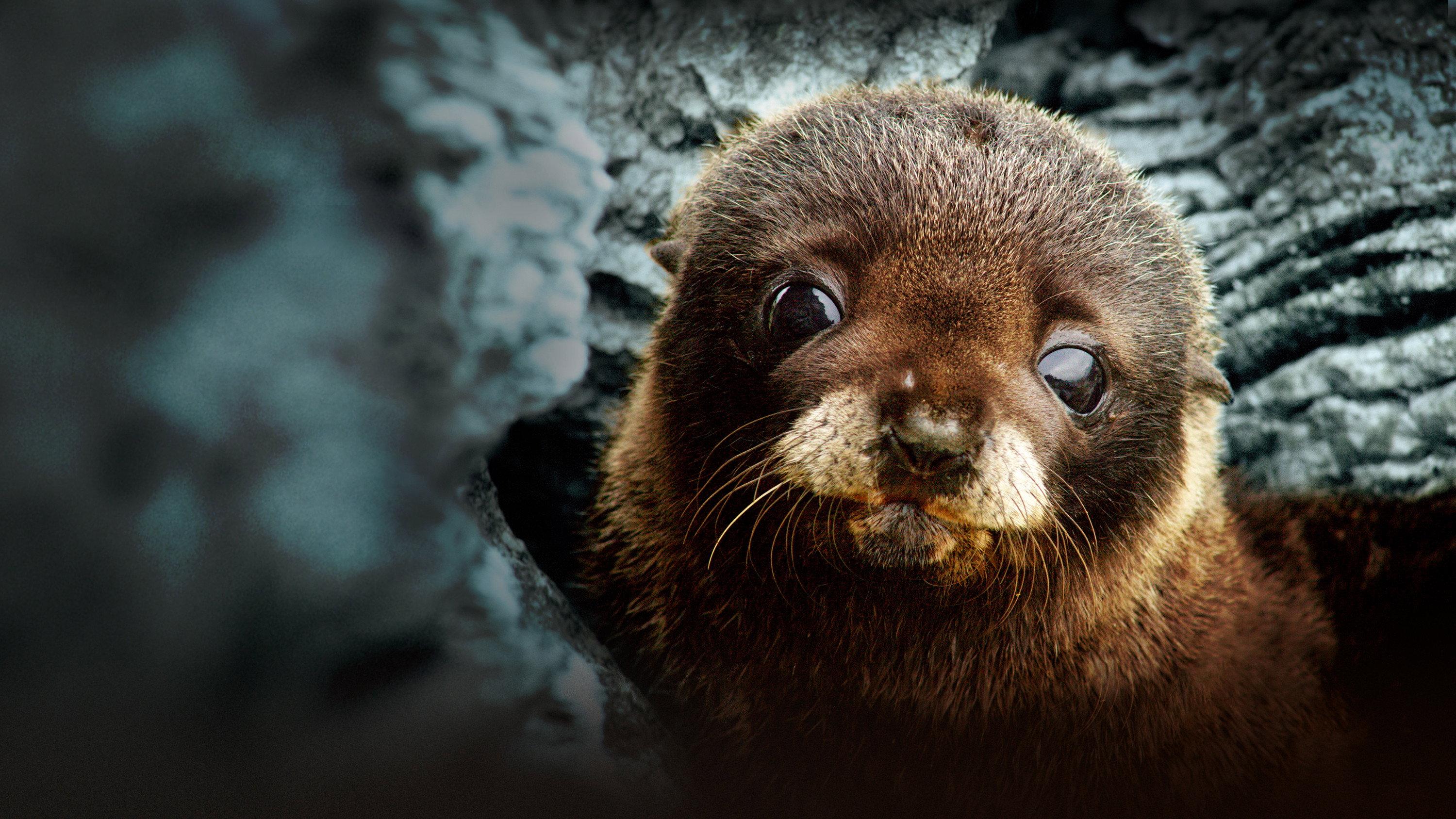 Fur Seals 2015 movie scene