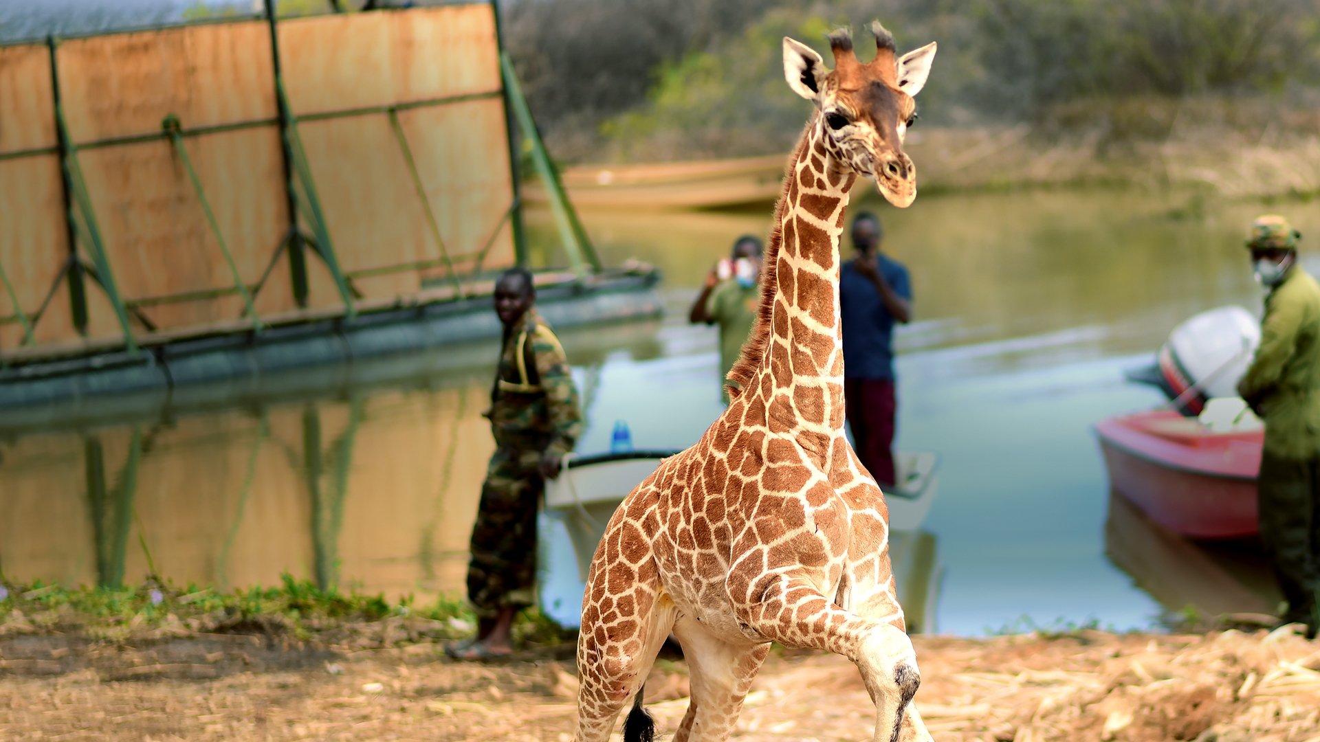 Saving Giraffes: The Long Journey Home 2022 movie scene