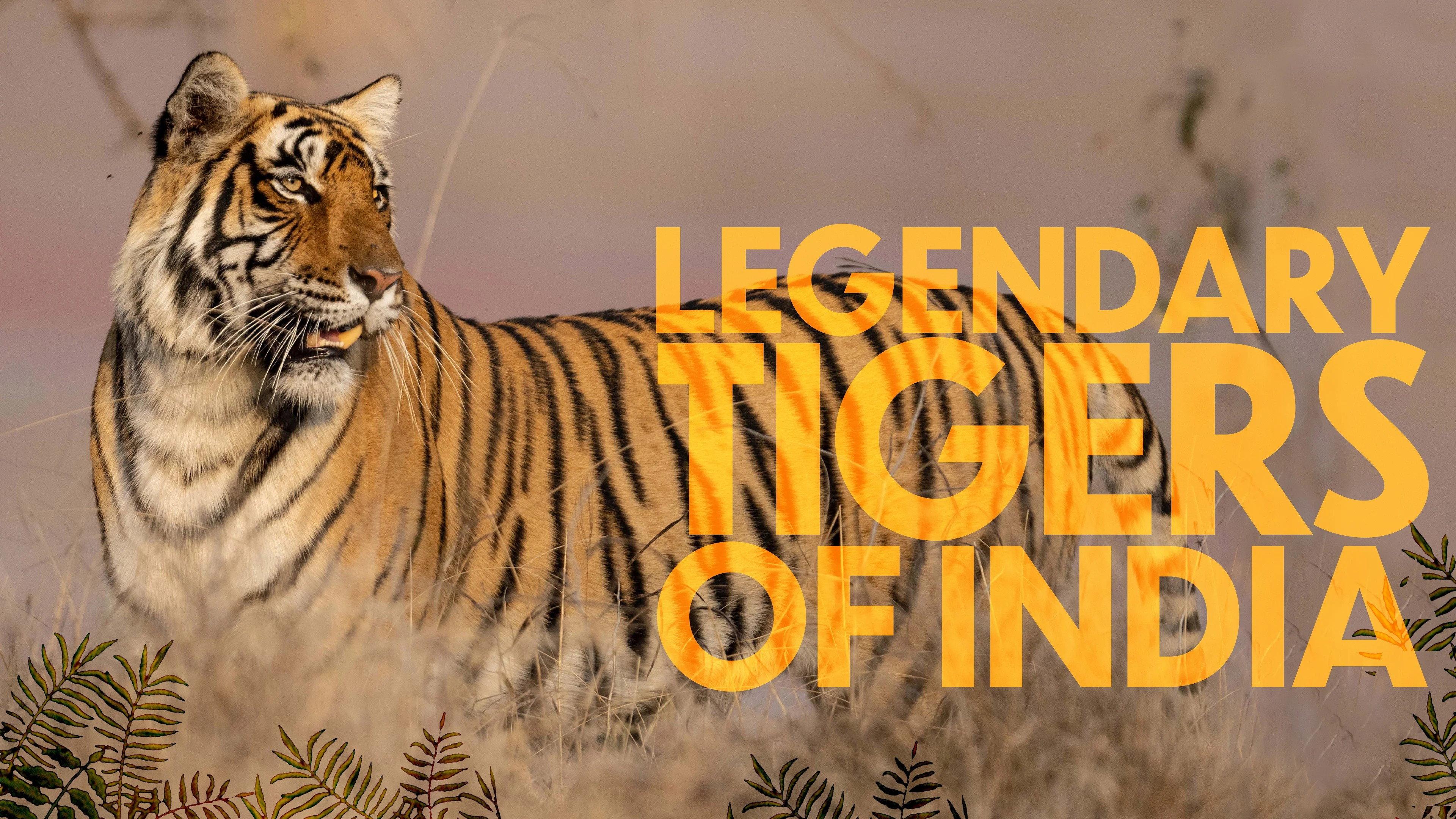 Legendary Tigers of India 2025 movie scene
