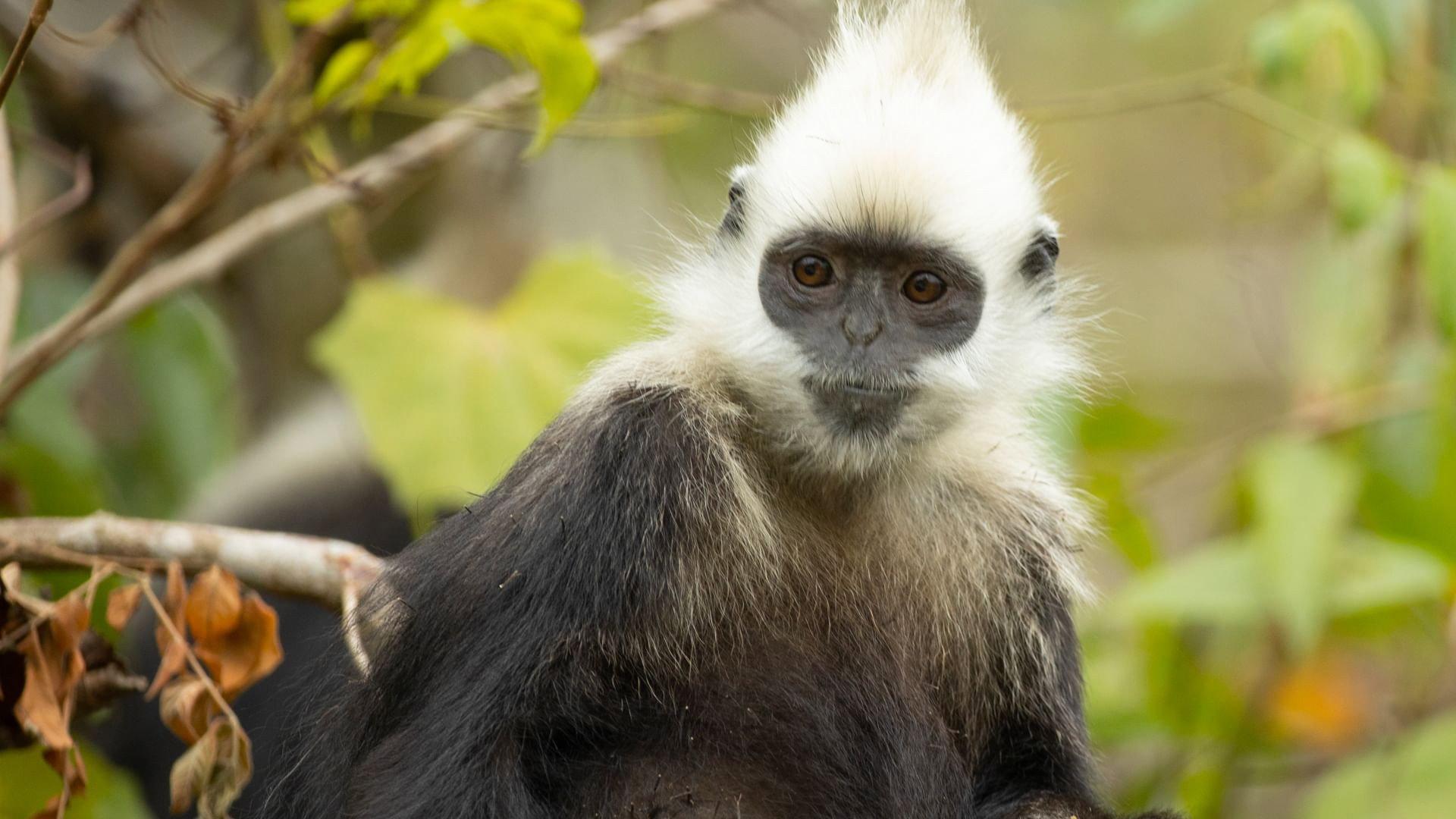 China's Secret Monkey Kingdom 2021 movie scene