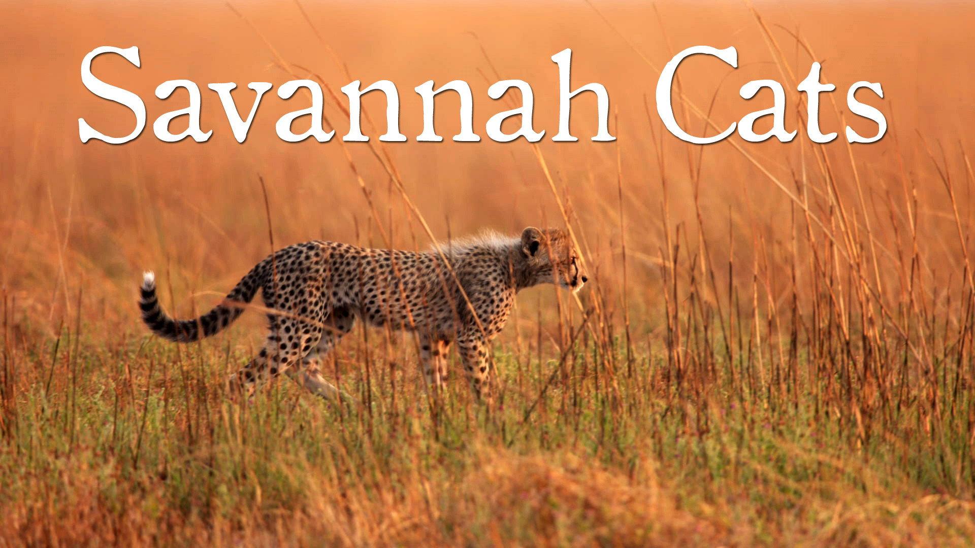 Savannah Cats 1995 movie scene
