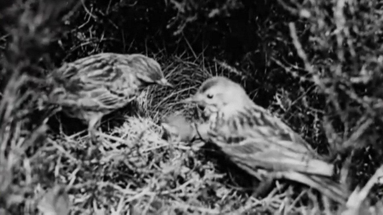 The Cuckoo's Secret 1922 movie scene