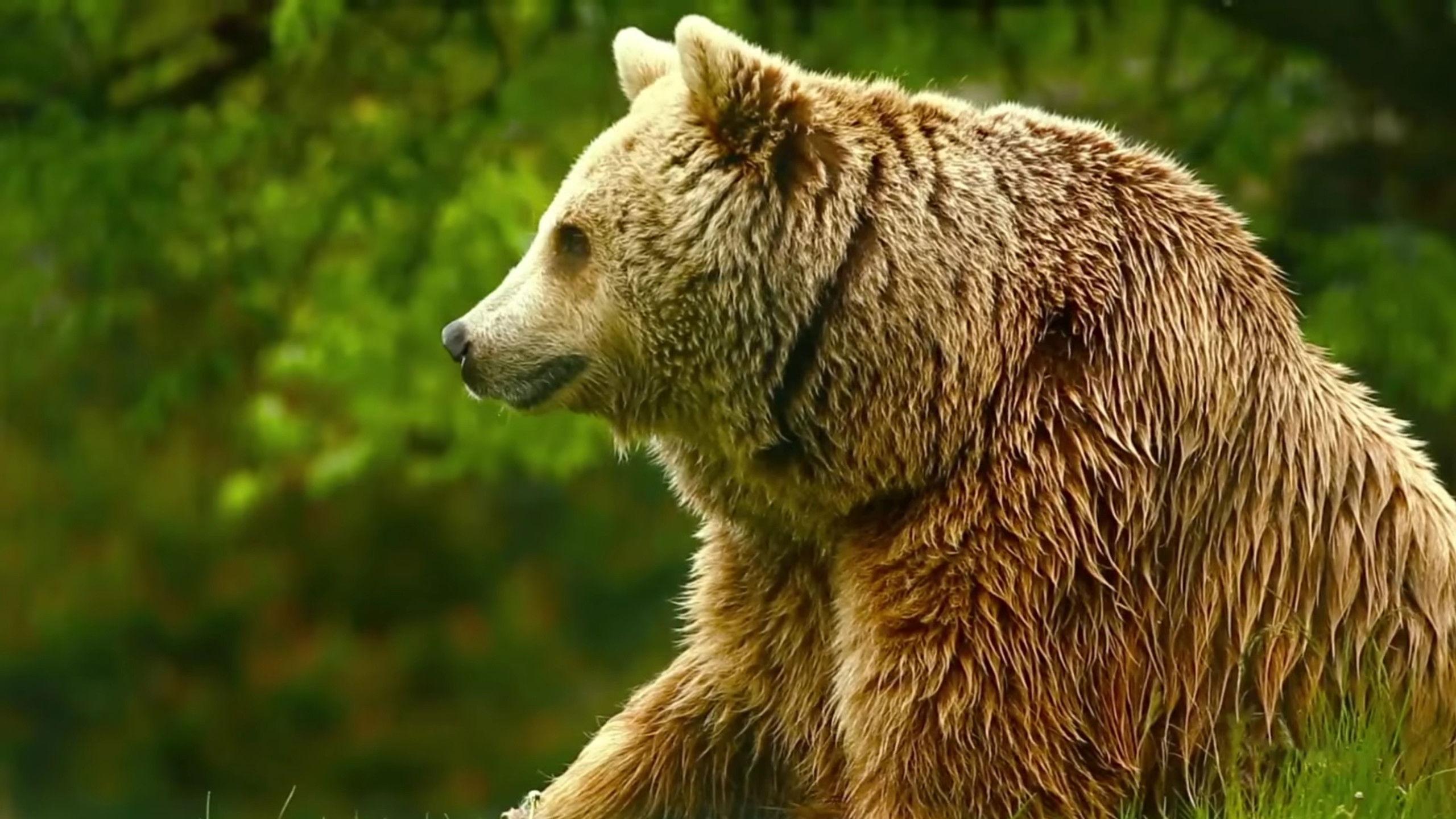 Unedited Footage of a Bear 2014 movie scene