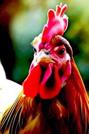 AI Voice: 3 Elevenlabs.io as Курочка Ряба in Ryaba the Hen 2025