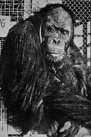 Joe Martin as Orangutan (Uncredited) in Trifling Women 1922