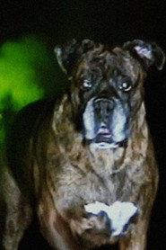 Brooklyn as Bonkey in Bonkey: The Mutated 2026