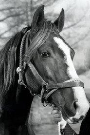 Champion Jr. as Champ in Twilight on the Rio Grande 1947