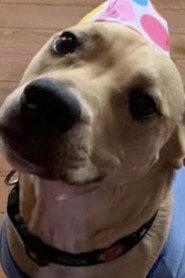 Malfoy as The Dog in Speed Dating 2021
