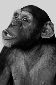 Tamba as Tamba the Chimp in Savage Mutiny 1953